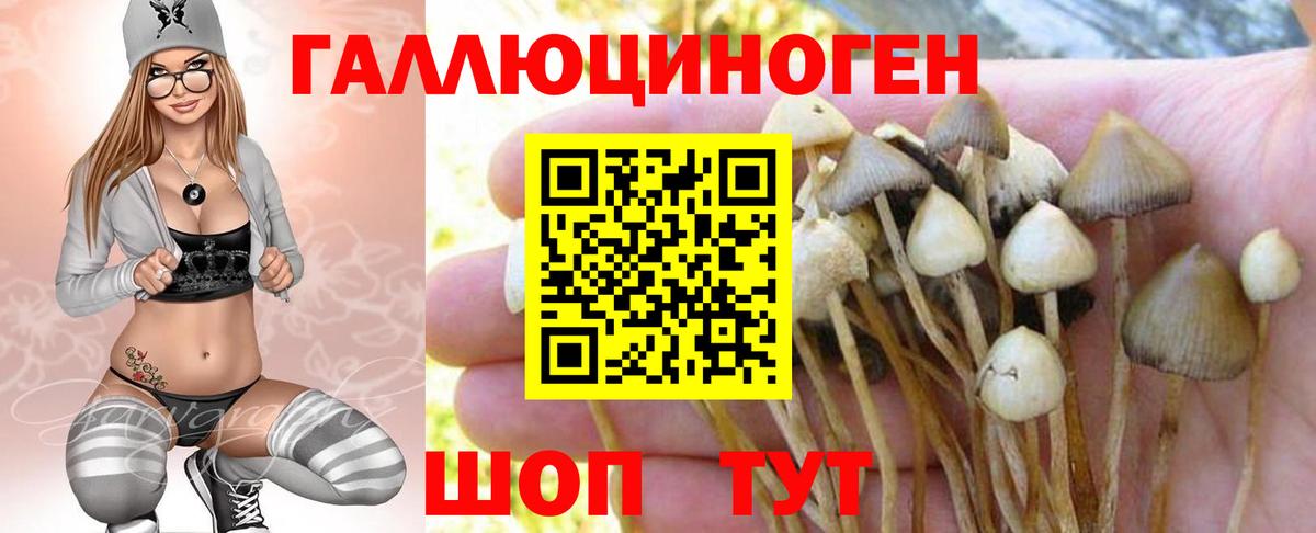 Псилоцибиновые грибы прущие грибы Калач-на-Дону